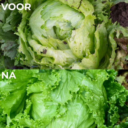 Professionele Slakkenval